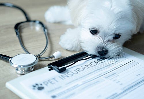 Pet Insurance